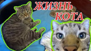 Как Живет #Кот