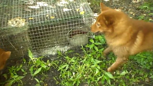 Притравка-норка: Ирбис и Икар смотреть онлайн