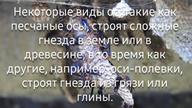 Осы обладают высокой интеллектуальной....