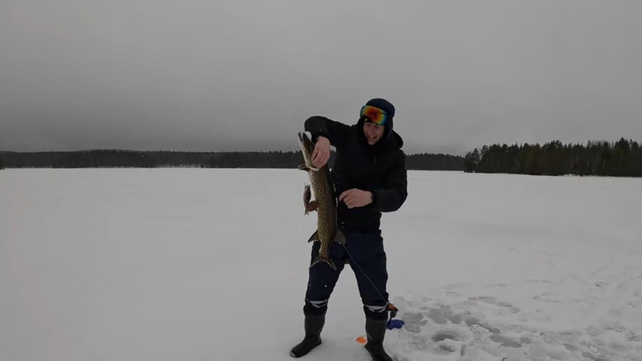 Ловля щуки на жерлицы, окуни горбачи клюют на живца-плотву, зимняя рыбалка в Карелии смотреть онлайн