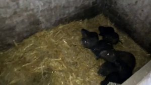 Содержание нутрий семьями в вольерах)