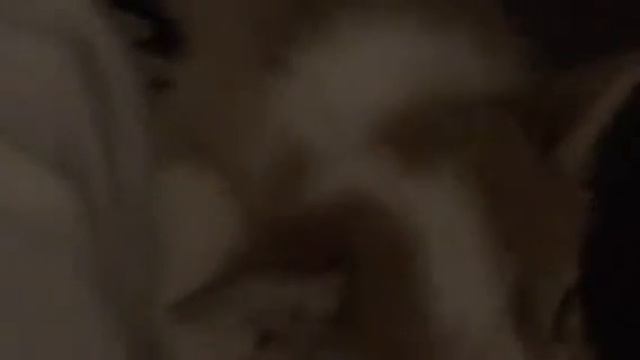 Первая собака смотреть онлайн