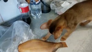 кот и рыба , абиссинцы Падпараджи