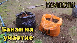 Как происходит размножение банана!? Самое красивое растение для своего участка