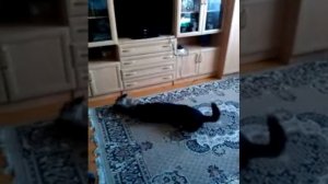 Курбоб Гросс и его друг Жорик