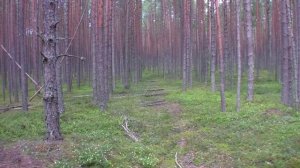 Грибная охота