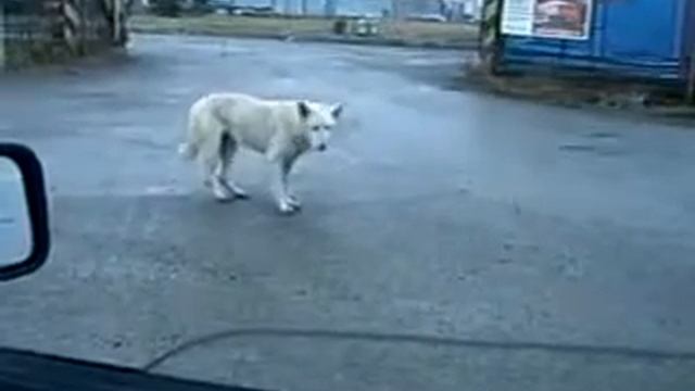 Собака танцует doggy style смотреть онлайн