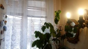 Холодец_Как готовить_ Из чего готовим холодец