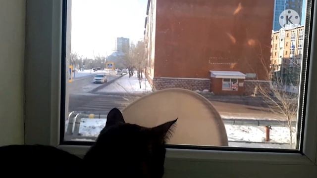 кошка кики сидит на окне смотреть онлайн