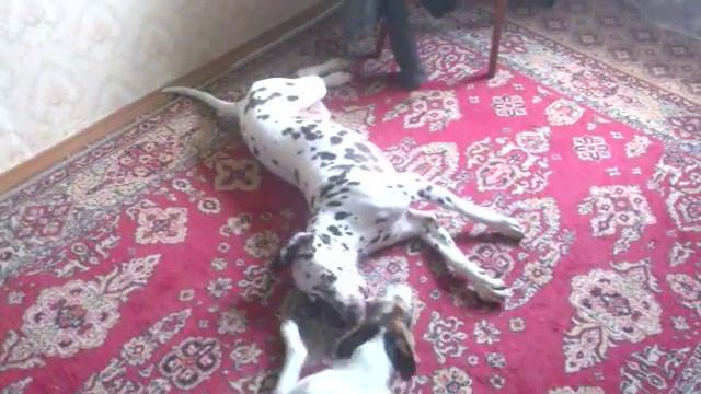 Собаки бесятся Прикольно смотреть онлайн