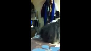 Собаки чихают, очень смешно