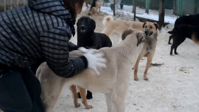 Кожуховский собачий приют смотреть онлайн