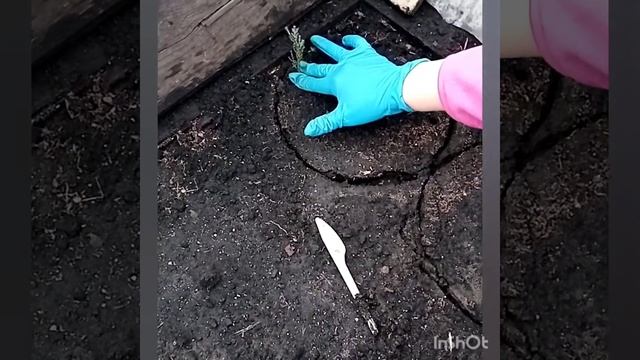 Черенкование скального можжевельника.