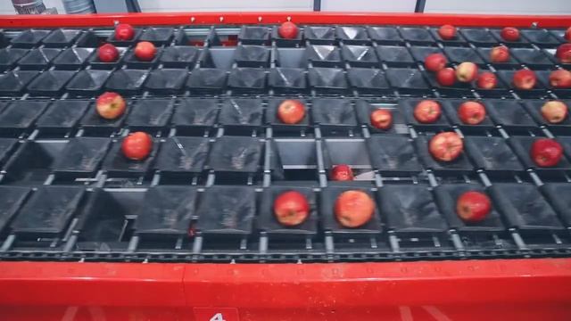 Современные технологии сортировки яблок от SORTER
