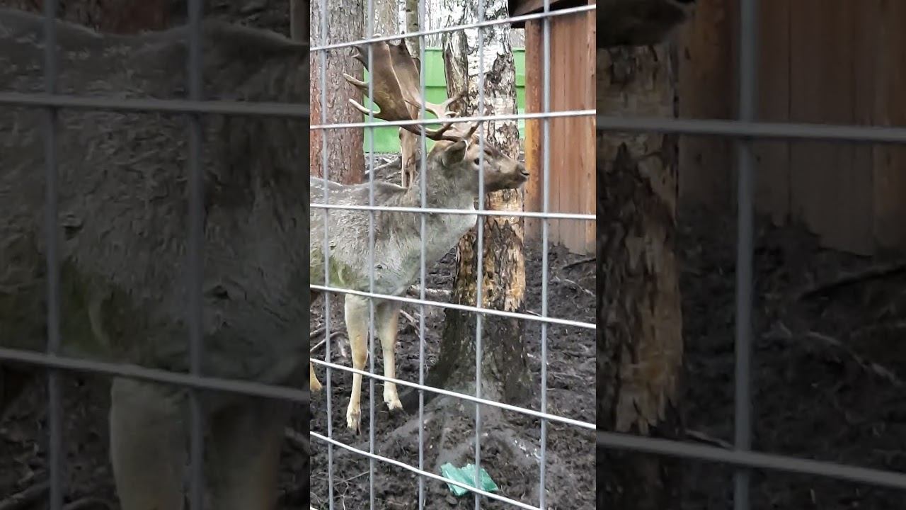 иду по городу, в тут ООлень!! рога точит!! смотреть онлайн