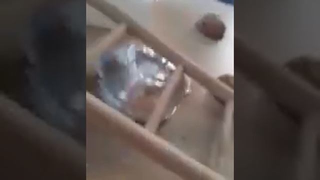 9 видео. Полная прогулка попугая Гриши.