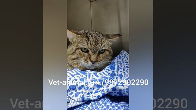 Компьютерная томография кошке в Казани смотреть онлайн