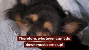 My Dog Ate A Pencil (Chewed A Lead Pencil or Colored Pencil) What To Do?