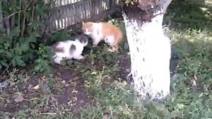 Кошки ругаются!