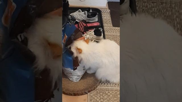 Гаврюша в шоке от запаха собаки! смотреть онлайн