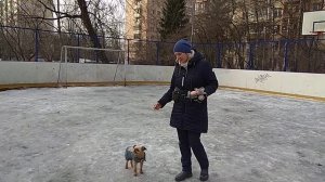 Как гулять с маленькими собаками.