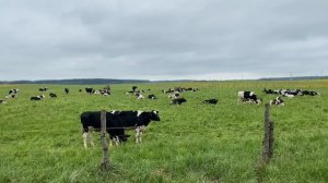 🐄 коровы на пастбище