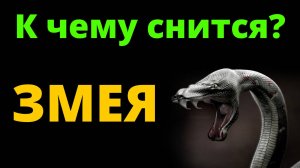 К чему снится Змея? Сонник Миллера. Сонник толкование снов.