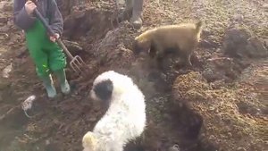 🐶Собаки 🐕🐀охотятся на крыс.
