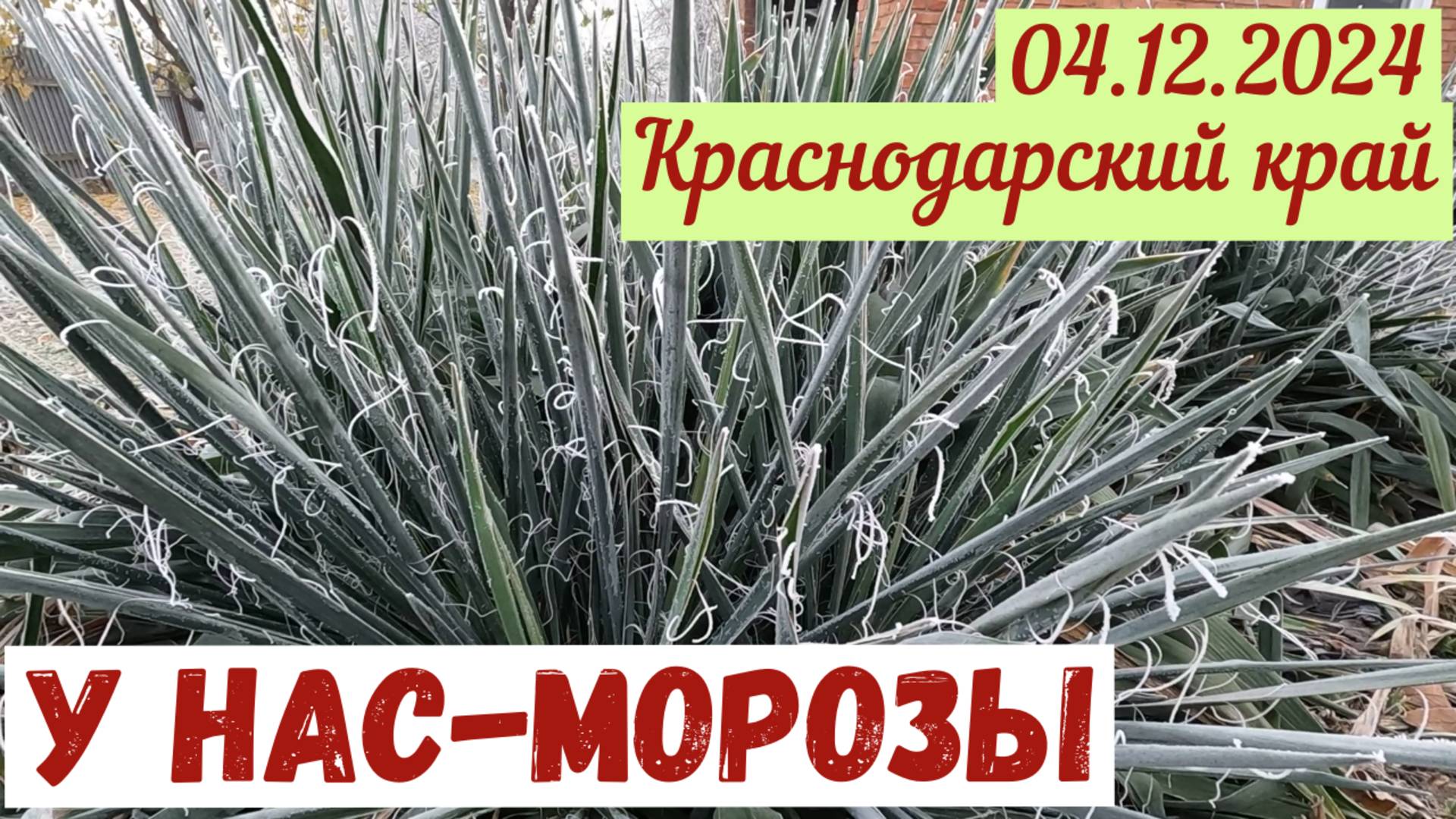 Краснодарский край, 04.12.2024. У нас морозы. Готовимся к спилу деревьев.