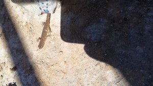 Нашел самую редкую ящерицу в мире .