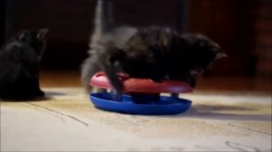 Lynx Shadow котята, помет F