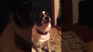 Собака и губная гармошка. Поёт песню