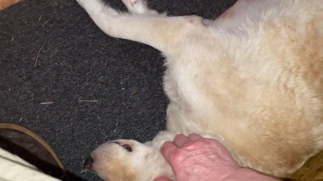 Белка переживает. Стрелка сочувствует. смотреть онлайн