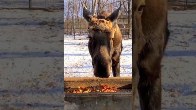 Наш лосенок Боря обедает.