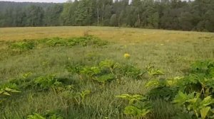 Русский спаниель ищет коростеля Russian Spaniel seeks corncrake