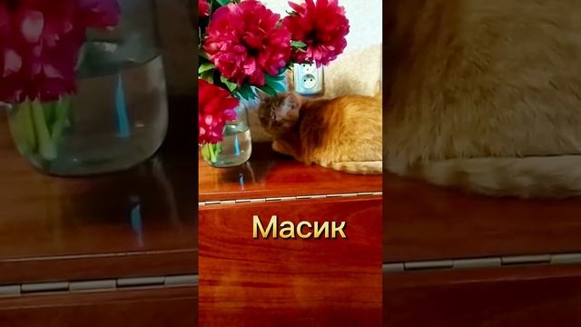 Масик отдыхает