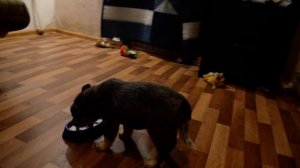 австралийский хилер 17.12.20 (19.02.21) Амелия 89673469868