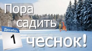 1 декабря - посадил чеснок, самое время!