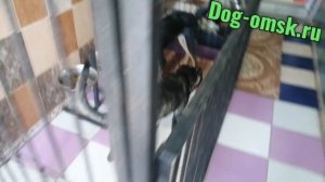 Почему возвращают собак