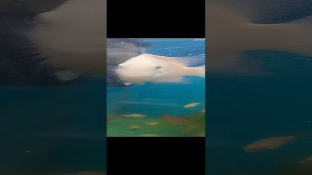 рыбка релакс