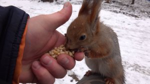 Небольшая зарисовка с белками