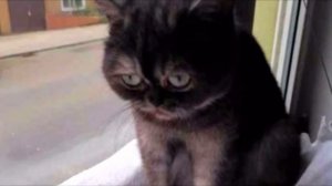 Кошечку никто не хотел брать из приюта из-за ее мордочки, но вдруг появилась эта женщина