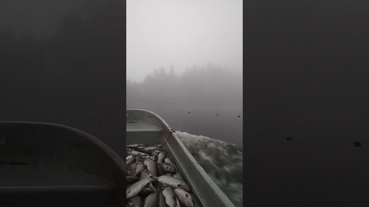 Мужики везут рыбу , утро начинается не с кофе #fishing #fish #food смотреть онлайн