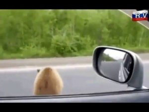 Мишка на дороге просит кушать... :-)