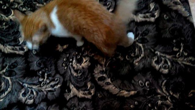 Кошка выполняет команду 