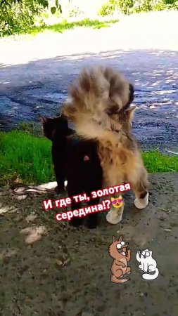 Где же она, золотая середина!?😻😃 Юмор с питоцами.