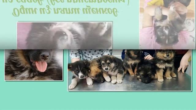 Пристрой щенков апрель смотреть онлайн