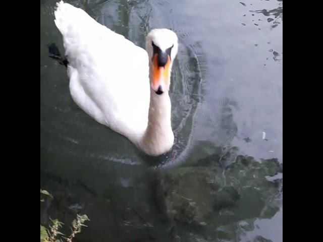 The swan demands bread / Лебедь требует хлеба, но по идее кормить их нельзя смотреть онлайн