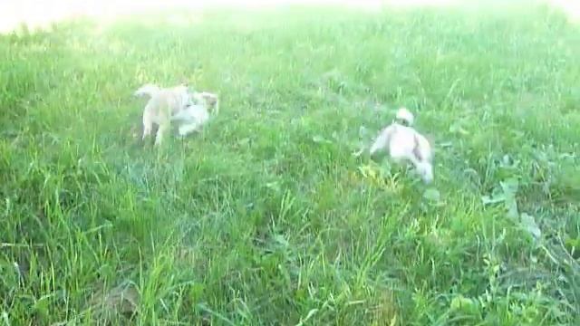 Щенки западно-сибирской лайки (родители Пенка и Дар)
