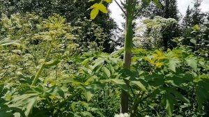 Роение на пасеке. Пик роения. Рои на каждом кусту. Пасека на Алтае.